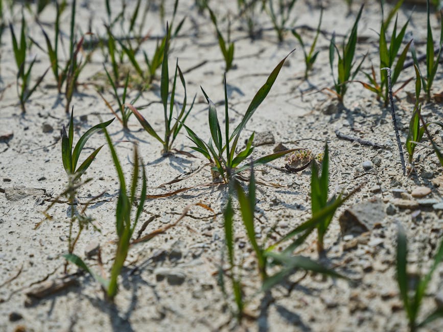 New green shoots emerge from cracked, dry soil, symbolizing resilience and new beginnings.