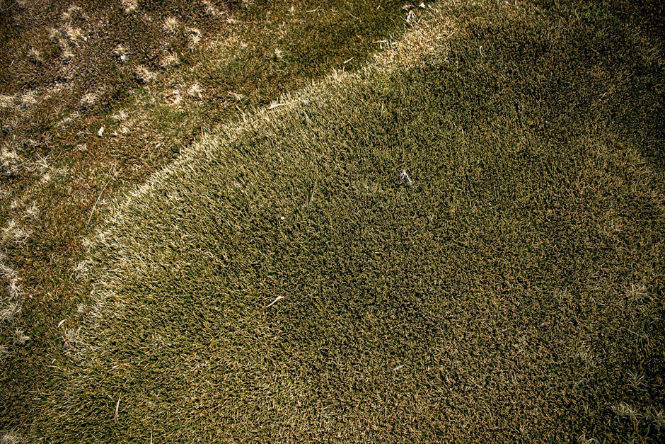 Close-up of textured green and brown lawn grass with natural patterns and contrasts.