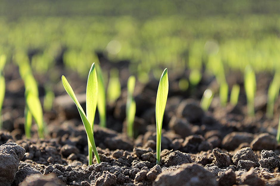 Close-up of young green sprouts growing in fertile soil during springtime.