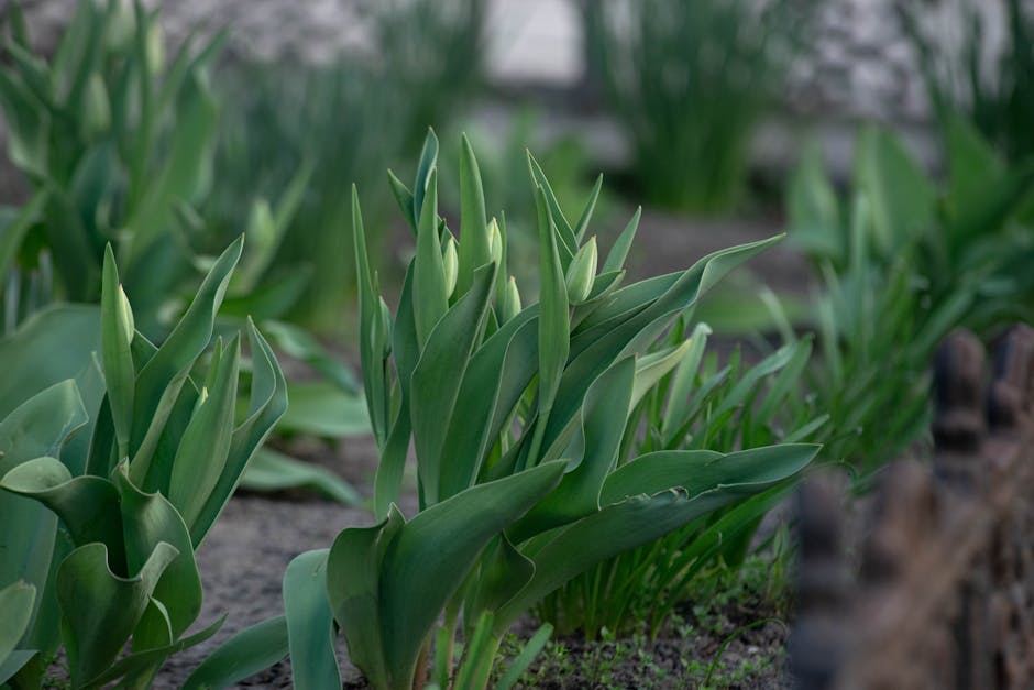 Close-up of emerging tulip buds in a garden during spring, showcasing lush green leaves.